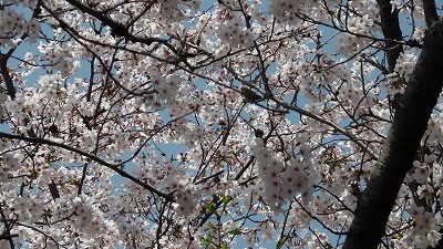 IMGA0527.2018.3.30.jpg