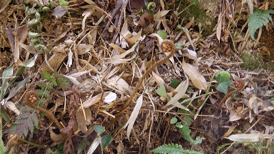 IMGA0533.2018.3.30.jpg