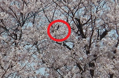 IMGA0666ヒヨ.jpg