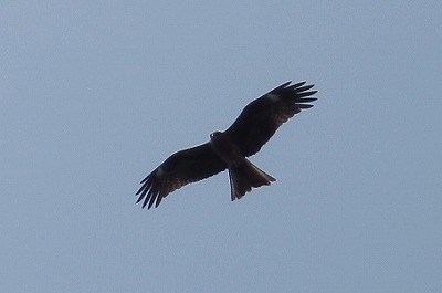IMGA0580.2018.3.30.jpg