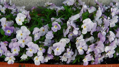 IMGA0651.2018.3.31.jpg