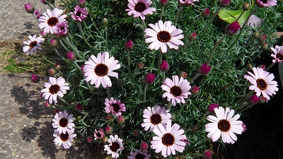 IMGA0665.2018.4.1.jpg