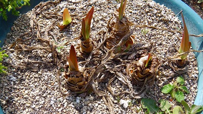 IMGA0694.2018.4.1.jpg