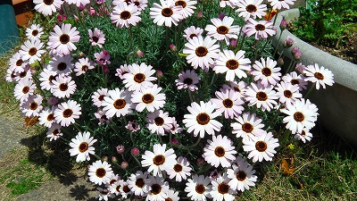 IMGA0737.2018.4.4.jpg