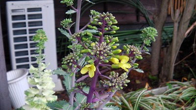 IMGA0758.2018.4.6.jpg