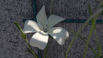 IMGA0311.2018.4.29.jpg