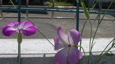 IMGA0312.2018.4.29.jpg