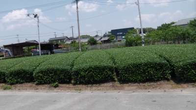 IMGA0371.2018.5.4.JPG