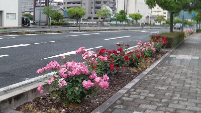 IMGA0491.2018.5.8.jpg