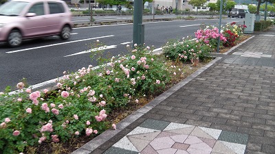 IMGA0492.2018.5.8.jpg