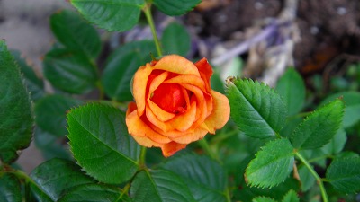 IMGA0591.2018.5.14.jpg