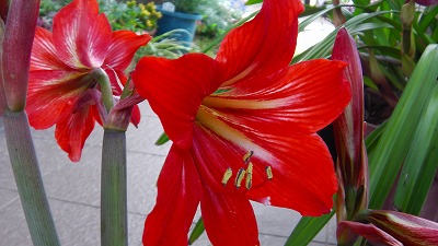 IMGA0597.アマリリス.jpg