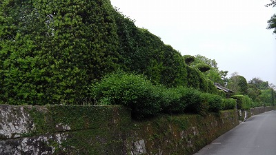 IMGA0737.2018.5.18.jpg