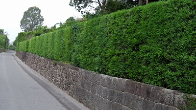 IMGA0738.2018.5.18.jpg