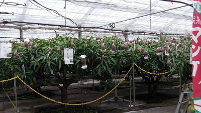 IMGA0936.2018.5.18.jpg