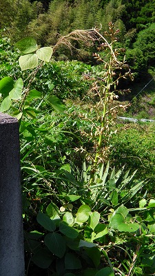 IMGA0198.2018.5.24.jpg