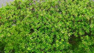 IMGA0239.2018.5.28.jpg