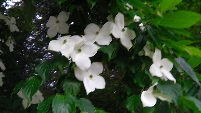 IMGA0274.2018.5.25.jpg