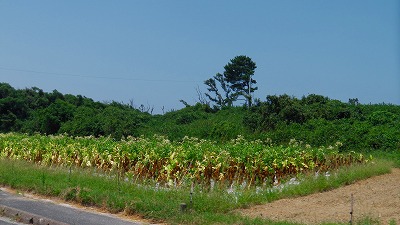 IMGA0682.jpg