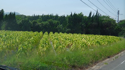 IMGA0683.jpg