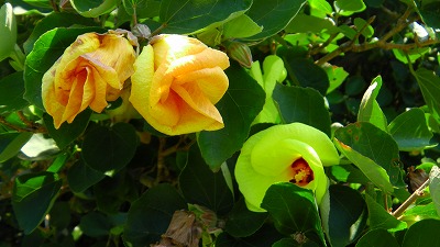 IMGA0699.jpg
