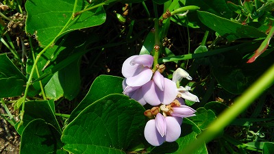 IMGA0711.jpg