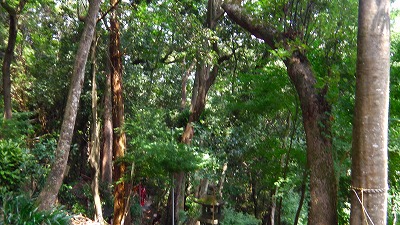 IMGA0005.jpg
