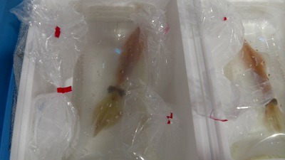 IMGA0010.jpg