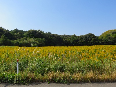 IMG_6529.jpg