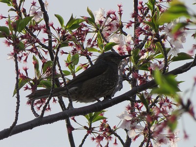 IMG_9534.jpg
