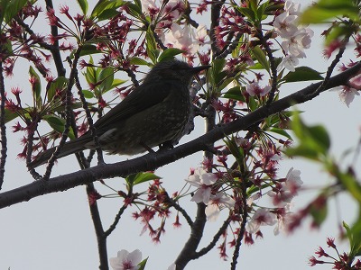 IMG_9535.jpg