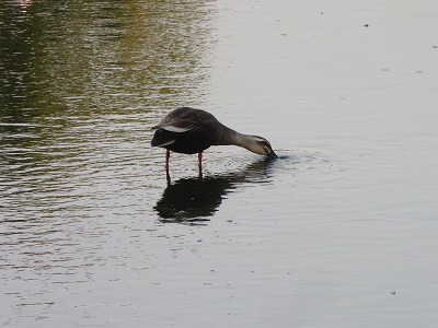 IMG_9442.jpg