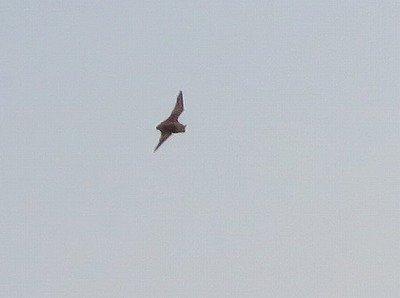 IMG_9444.2.jpg