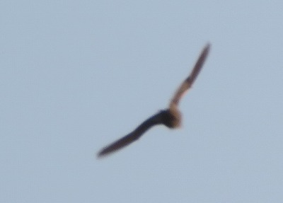 IMG_9446.2.jpg