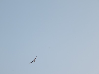 IMG_9446.jpg