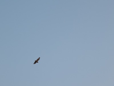 IMG_9447.jpg
