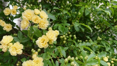 DSC_2273.JPG