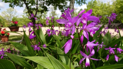 DSC_2801.JPG