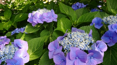 DSC_3022.JPG