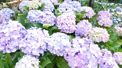 DSC_3019.JPG