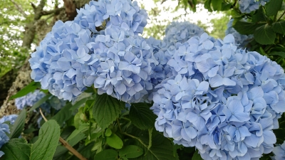 DSC_3074.JPG