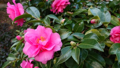DSC_3881.JPG