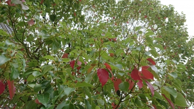 DSC_3879.JPG