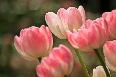 tulips-1134103_1280[1].jpg