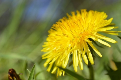 dandelion-4119846__480[1].jpg