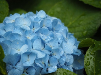 hydrangea-789489__480[2].jpg