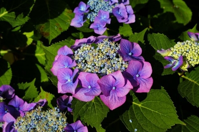 hydrangeas-3523579__480[1].jpg