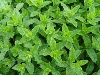 moroccan-mint-2396530__480[1].jpg