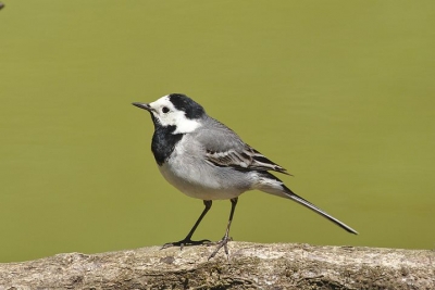 white-wagtail-4239954__480[1].jpg