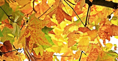 autumn-1655915_1280.jpg